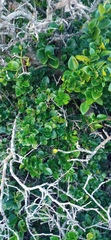 Carissa bispinosa