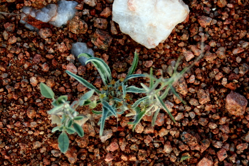 Image of Geigeria acaulis by (c) Jessica, some rights reserved (CC BY)