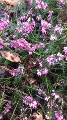 Erica carnea