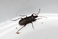 Neurocladus brachiidens