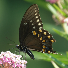 Papilio troilus