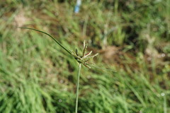 Cyperus glaber