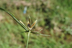 Cyperus glaber