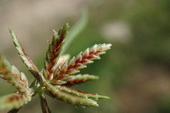 Cyperus glaber