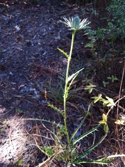 Eryngium proteiflorum