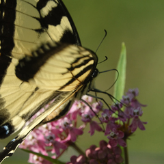 Papilio glaucus
