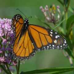 Danaus plexippus