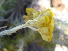 Helichrysum pendulum image