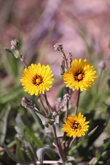 Reichardia