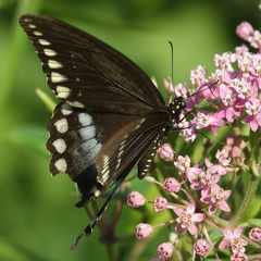 Papilio troilus