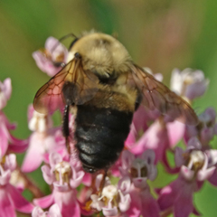Bombus griseocollis