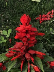 Salvia splendens