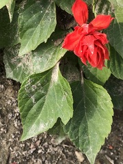 Salvia splendens