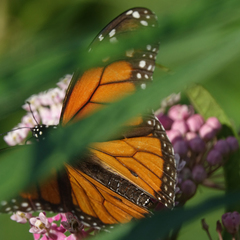Danaus plexippus