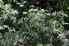 Melianthus dregeanus dregeanus