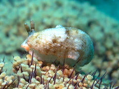 Dermatobranchus rodmani