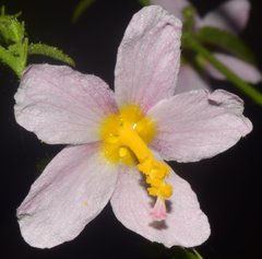 Kosteletzkya depressa