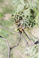 Melianthus dregeanus dregeanus
