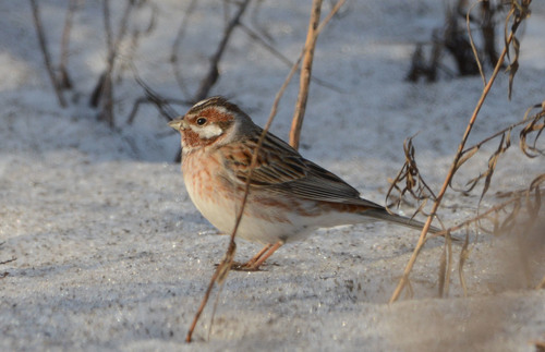 Pine Bunting
