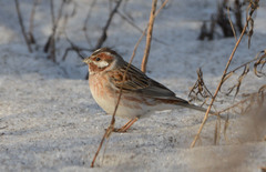 Pine Bunting photo 2