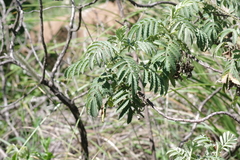 Melianthus dregeanus dregeanus