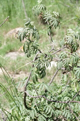Melianthus dregeanus dregeanus