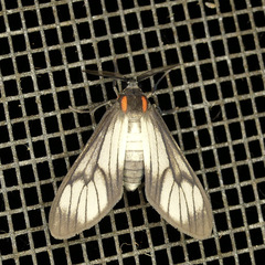 Saurita