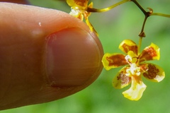 Grandiphyllum auricula
