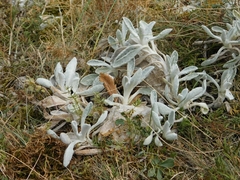 Stachydeae