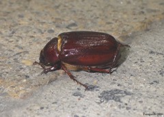 Phyllophaga rugosa