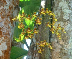 Grandiphyllum auricula