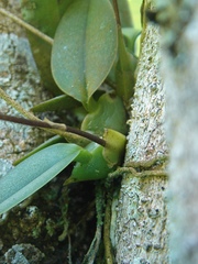 Grandiphyllum auricula