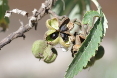 Melianthus dregeanus dregeanus