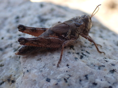 Melanoplus washingtonius