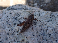 Melanoplus washingtonius
