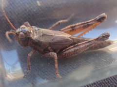 Melanoplus washingtonius