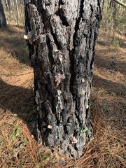 Dendroctonus terebrans
