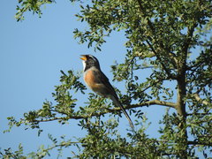 Saltatricula multicolor