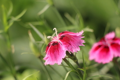 Dianthus plumarius