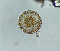 Coscinodiscaceae