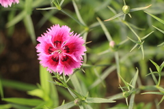 Dianthus plumarius