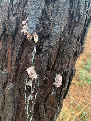 Dendroctonus terebrans
