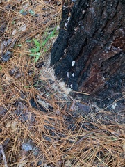 Dendroctonus terebrans