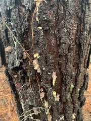 Dendroctonus terebrans