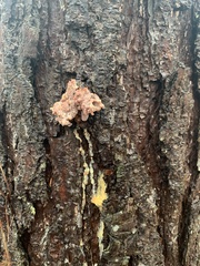 Dendroctonus terebrans