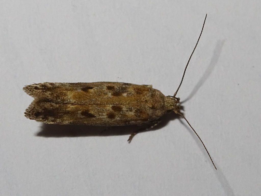 Scrobipalpa salinella
