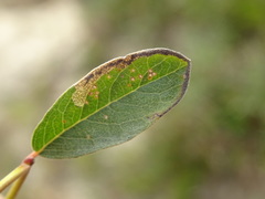Stigmella zelleriella