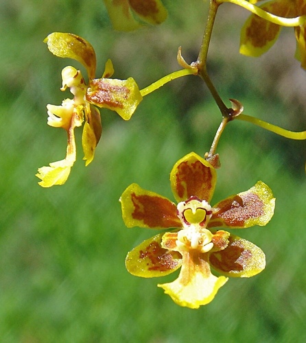 Mule-ear orchid (Grandiphyllum auricula)