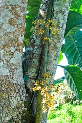 Grandiphyllum auricula