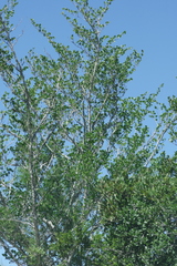 Afrocanthium mundianum